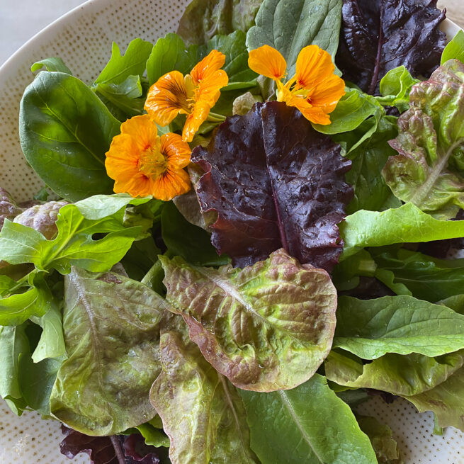 casababi fresh salad from the garden