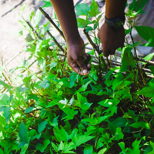 eco friendly guest house, organic food from garden