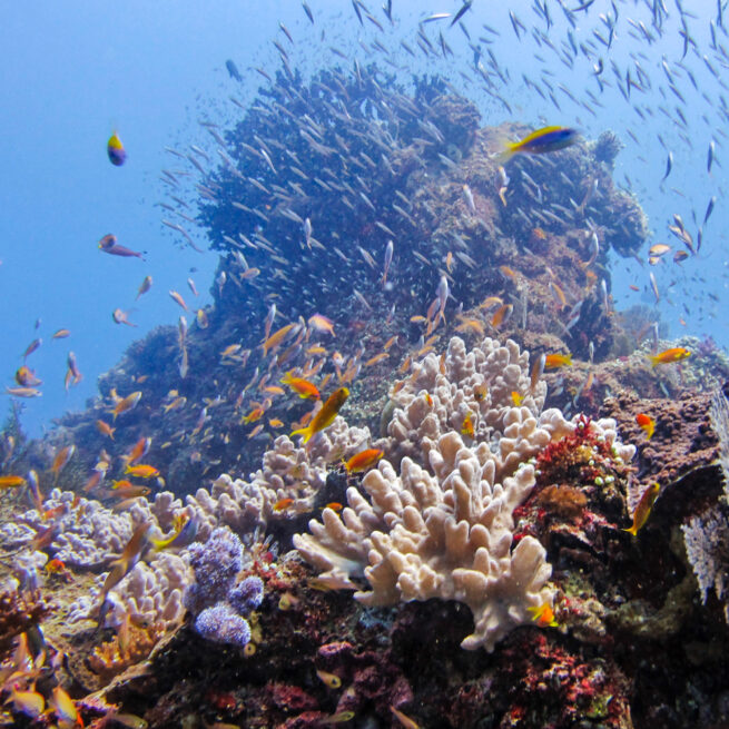 coral reef bazaruto island mozambique