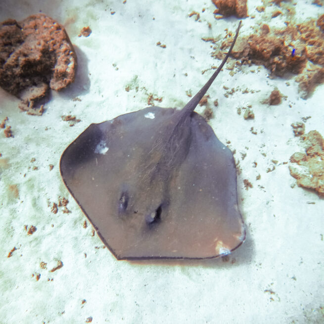 Sting ray in Vilanculos (Bazaruto)