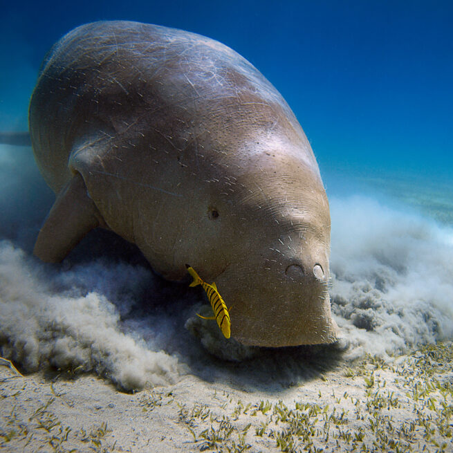 Dugong - Bazaruto National Park, Mozambique