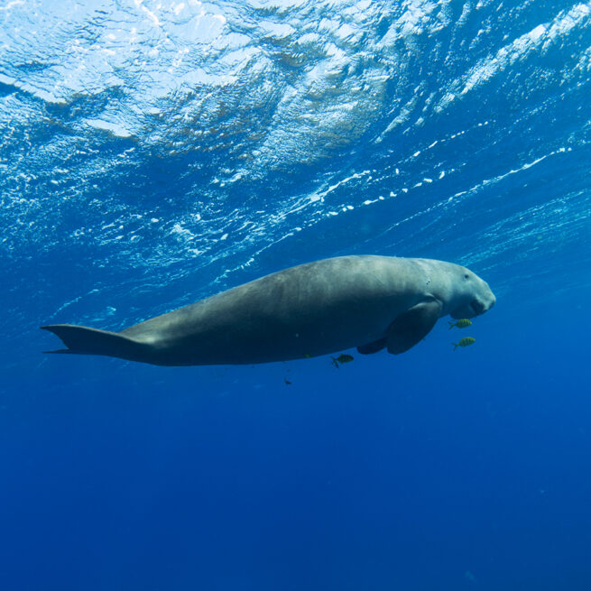 Dugong swimming underwater near Vilanculos