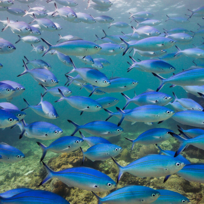 fishes bazaruto island mozambique