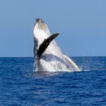 humpback whale bazaruto archipelago mozambique