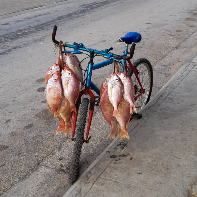 local fish market vilanculos