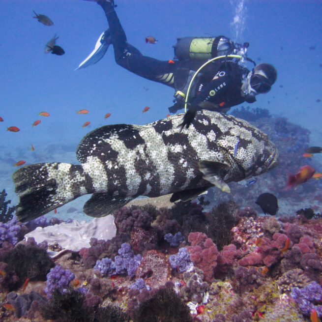 scuba diver underwater in Bazaruto