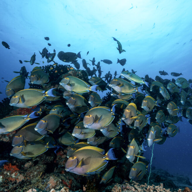 scuba diving mozambique