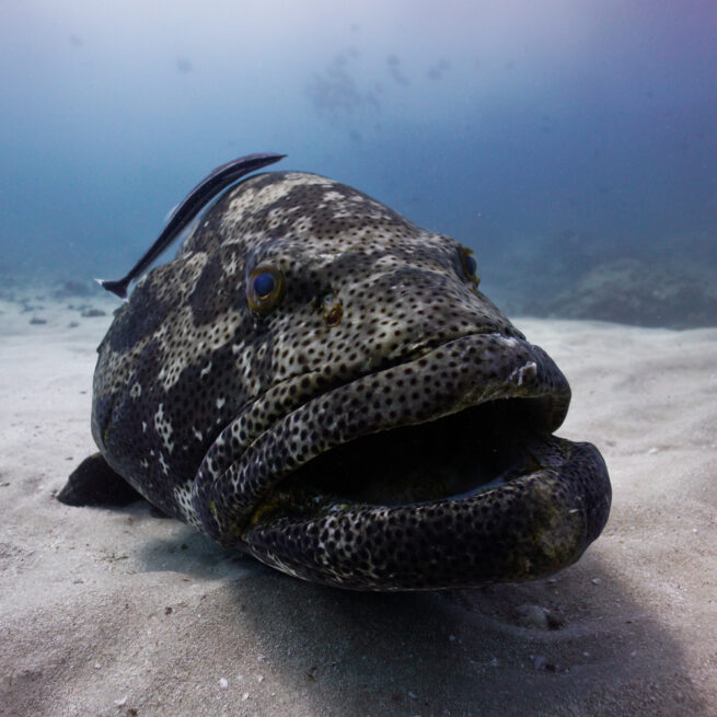 scuba diving grouper bazaruto